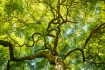 The Importance of Understanding Language Families in Linguistic Studies