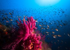 Top 5 Fascinating Discoveries from Exploring the Deep Sea